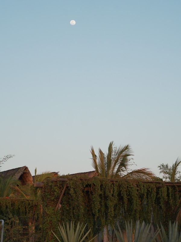 Dusk over the palms at Pescadero